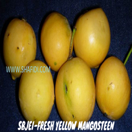 SBJEI-FRESH YELLOW MANGOSTEEN
